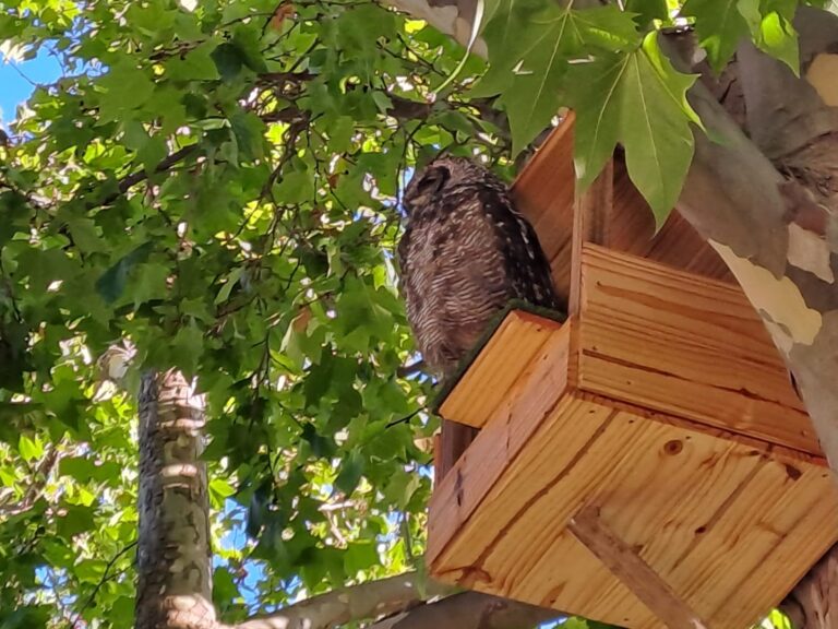 Wild Talk with the Owl Box Man