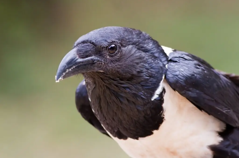 The African Pied Crow