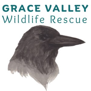 Donate to our Wildlife First Response Service
