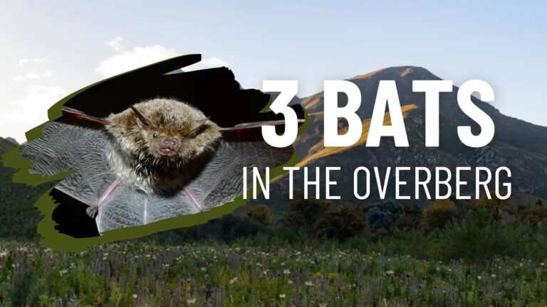 Bats in the Overberg