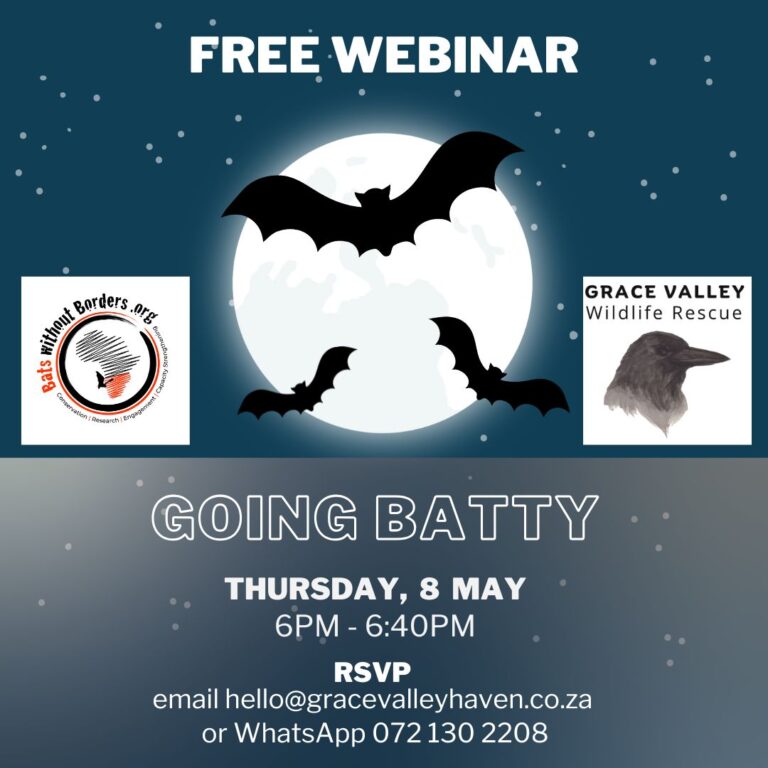 Going Batty [Watch]