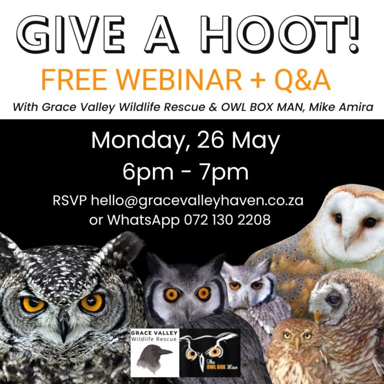 Give A HOOT! [Watch]