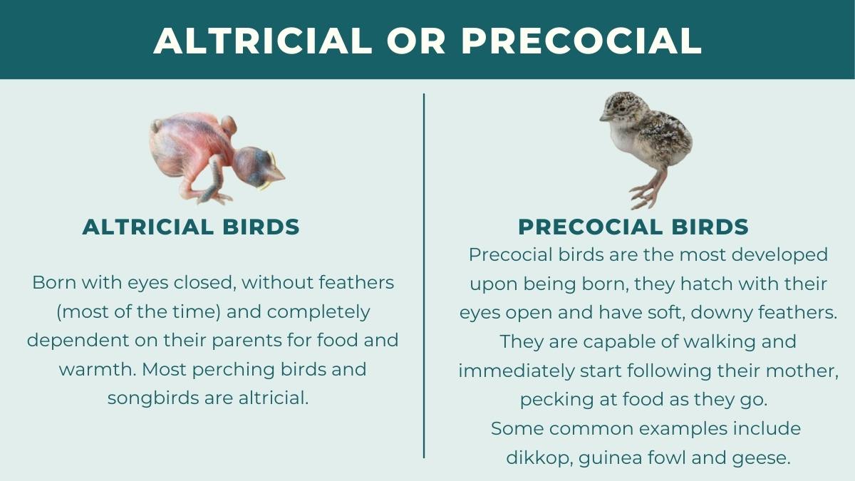 Diagram showing the difference between altricial and precocial birds