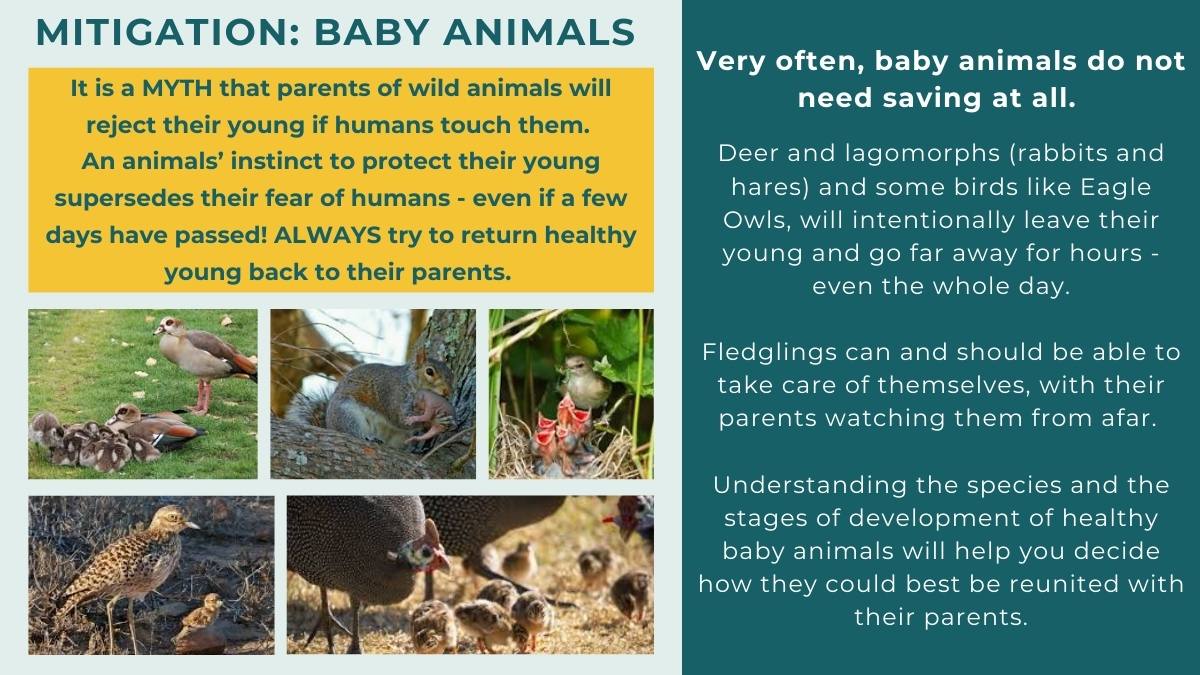 Myth: Wild parents will not abandon their babies because they smell like humans