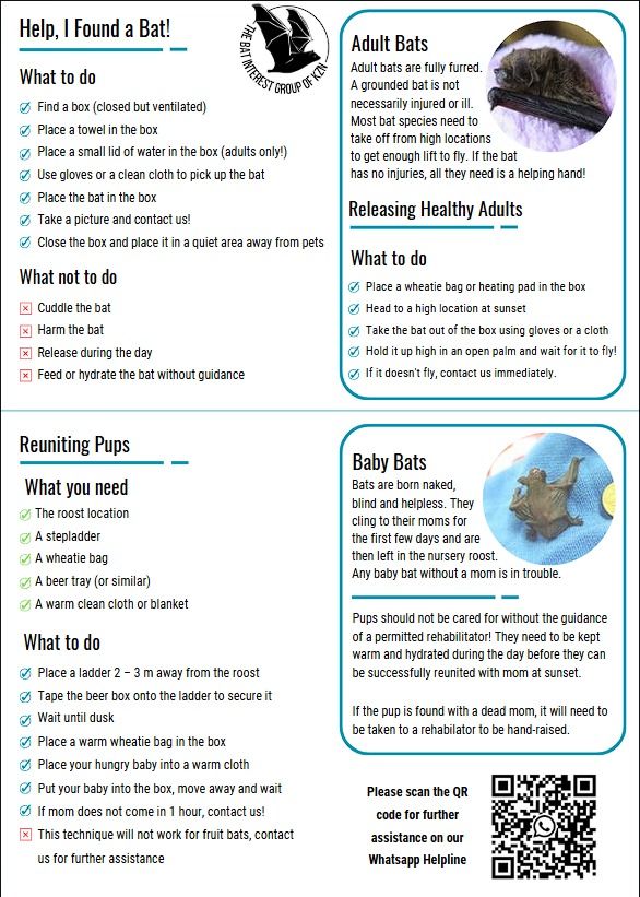 Infographic explaining what to do if you find an adult bat or baby bat