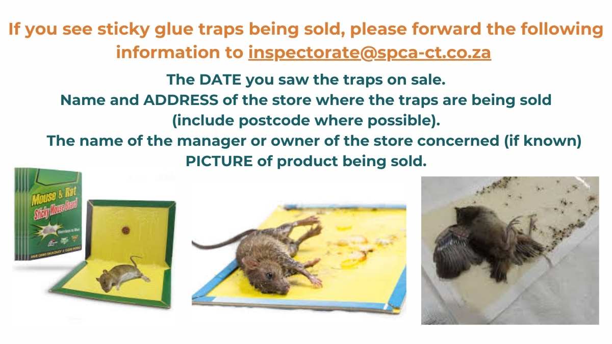Report the sale of glue traps to the SPCA