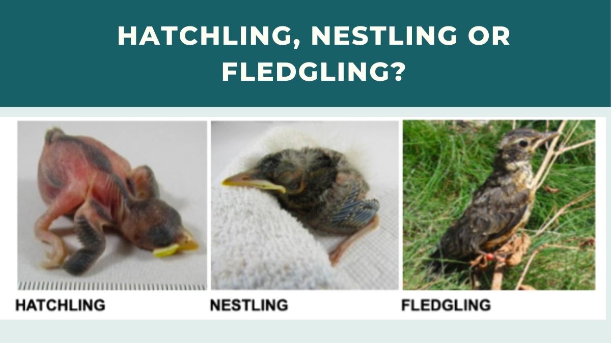 Comparison showing hatchling, nestling and fledgling stages of baby birds