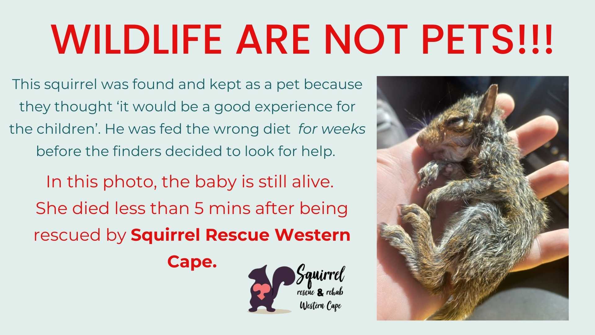 Wildlife are not pets – rescued baby squirrel that had been kept as a pet