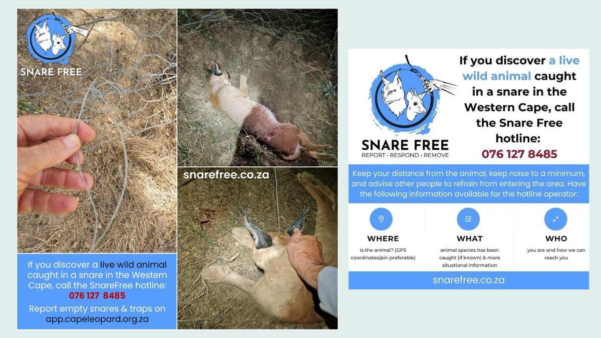 Report snares to the Cape Leopard Trust Snare Free Project