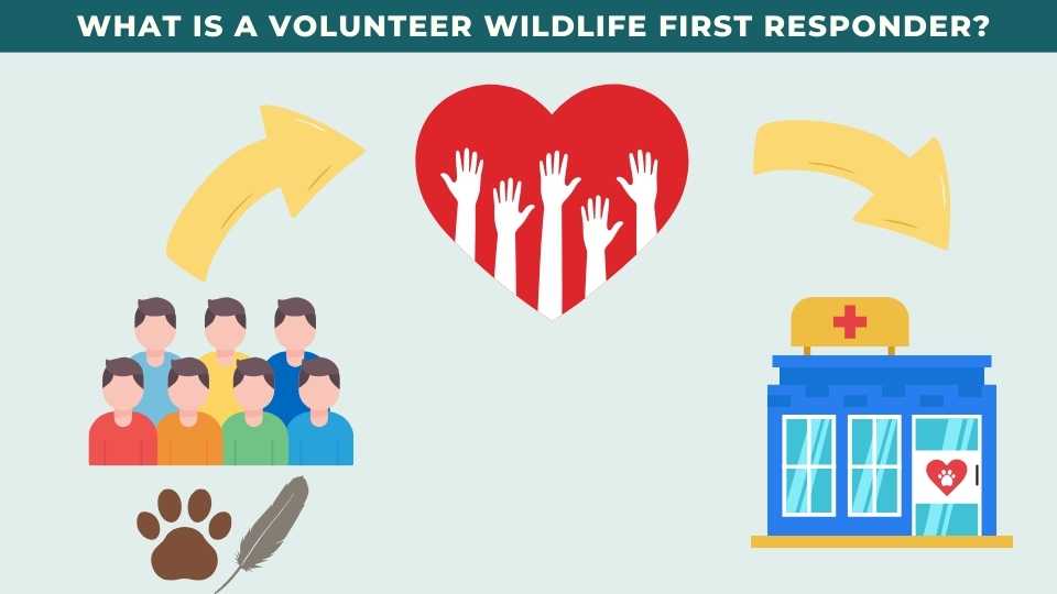 Wildlife first responder acting as link between the public and wildlife rehabilitation centres