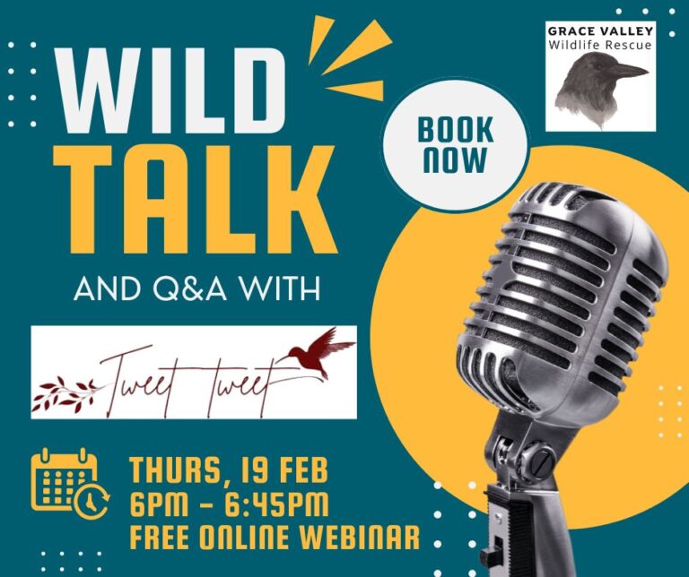 Wild Talk with TWEET TWEET [Watch]