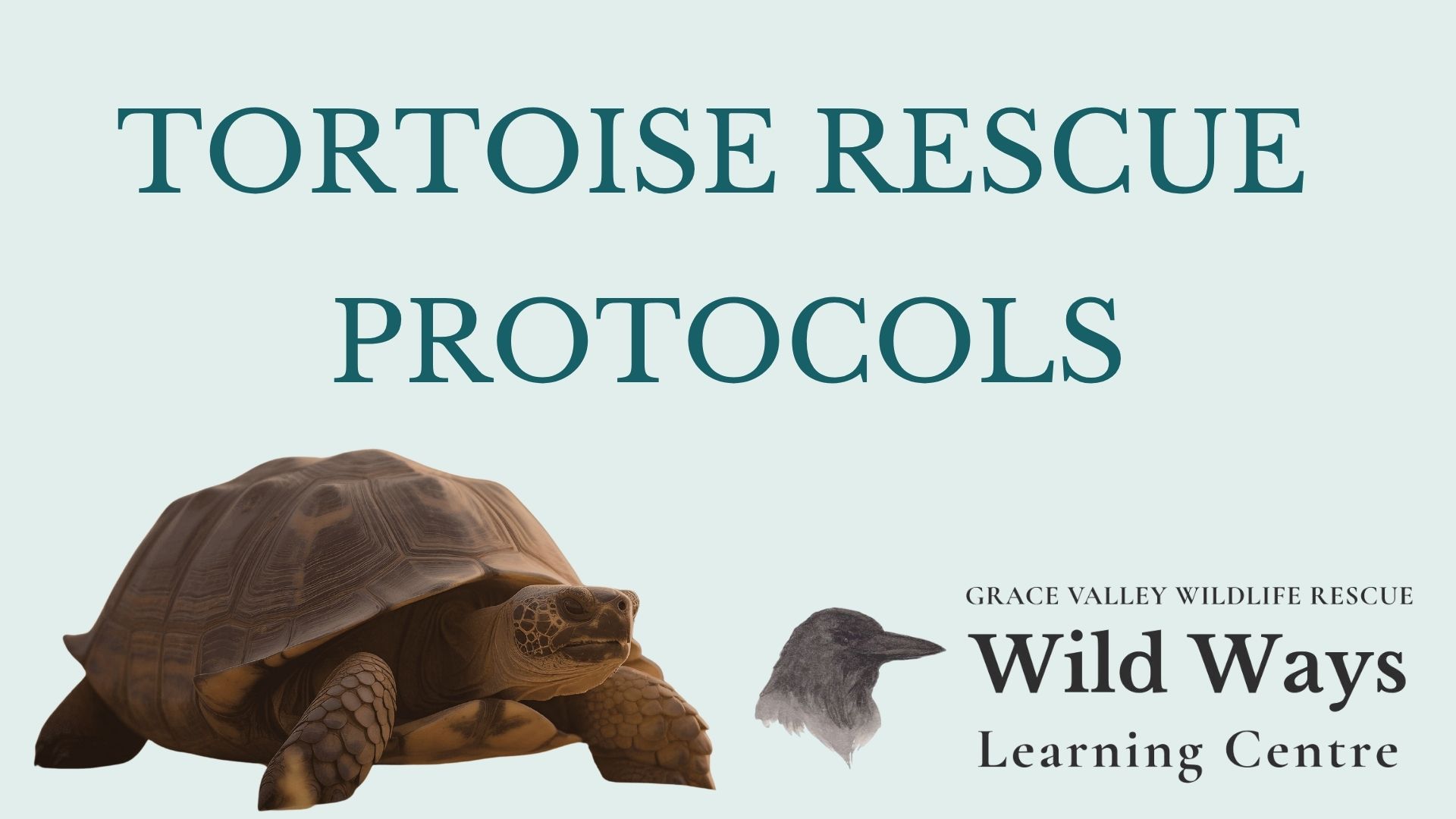 Tortoise Rescue Protocols