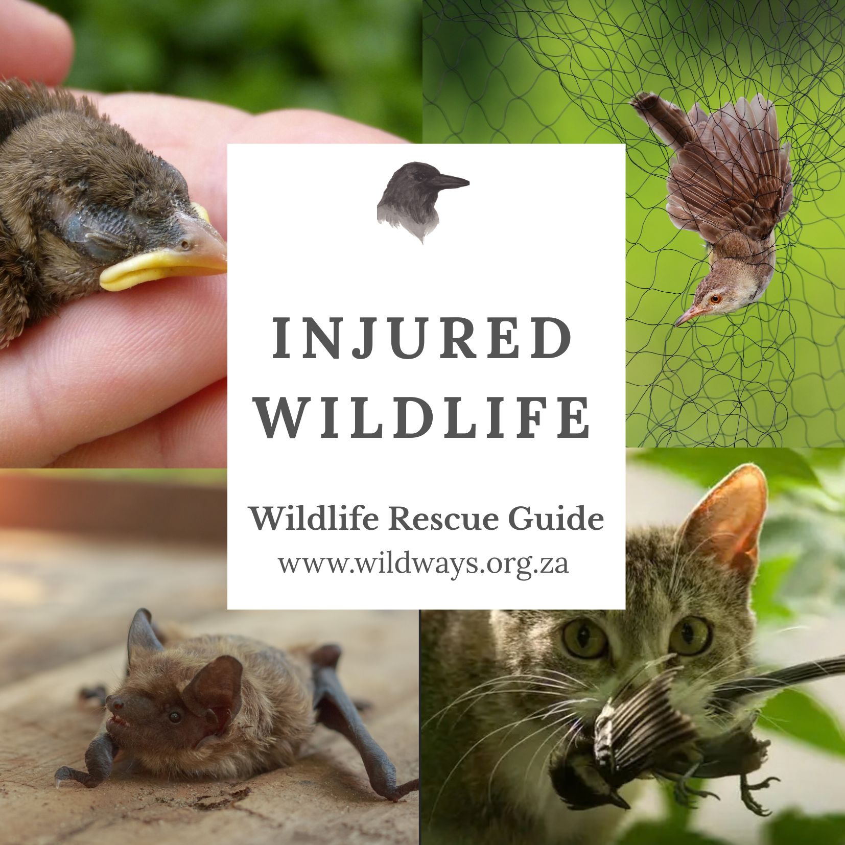 Injured wildlife rescue