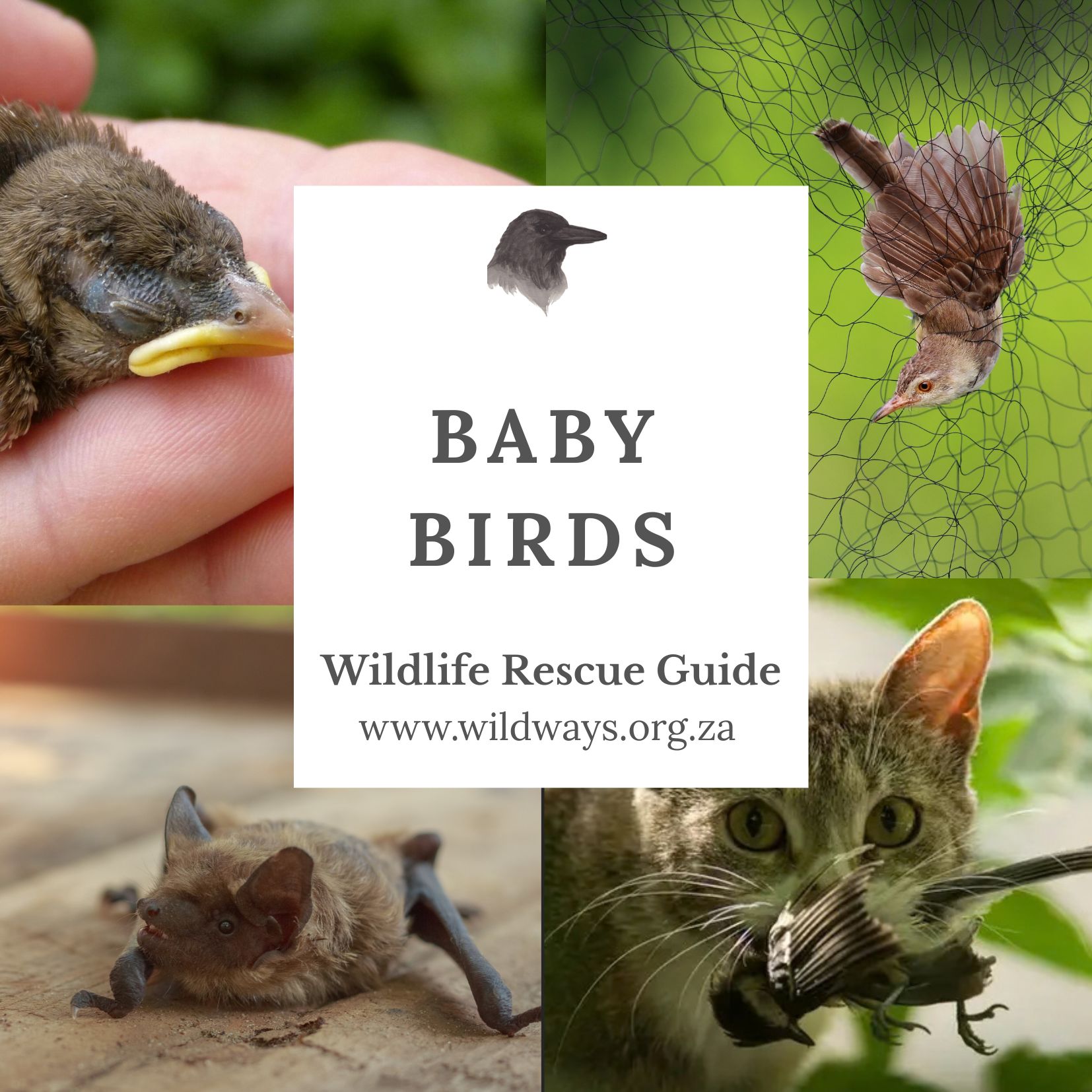 Baby bird on ground