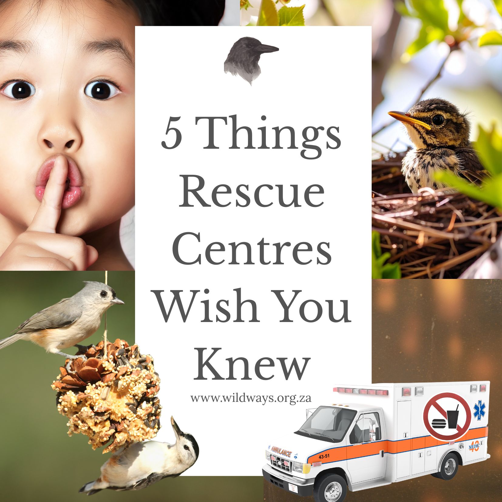 Wildlife Rescue Advice from Rescue Centres