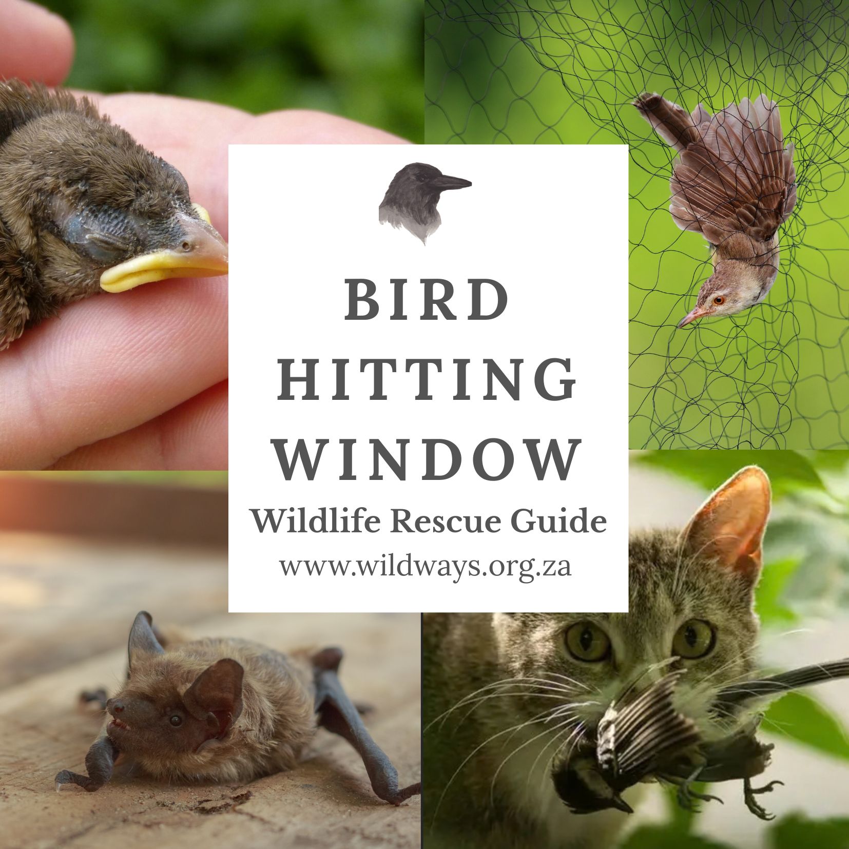 Bird hit window rescue