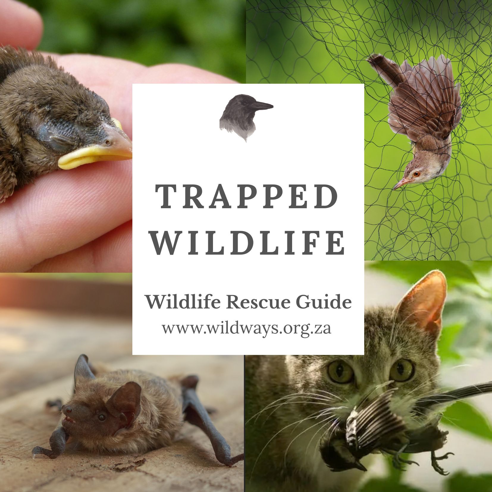 Wildlife trapped rescue