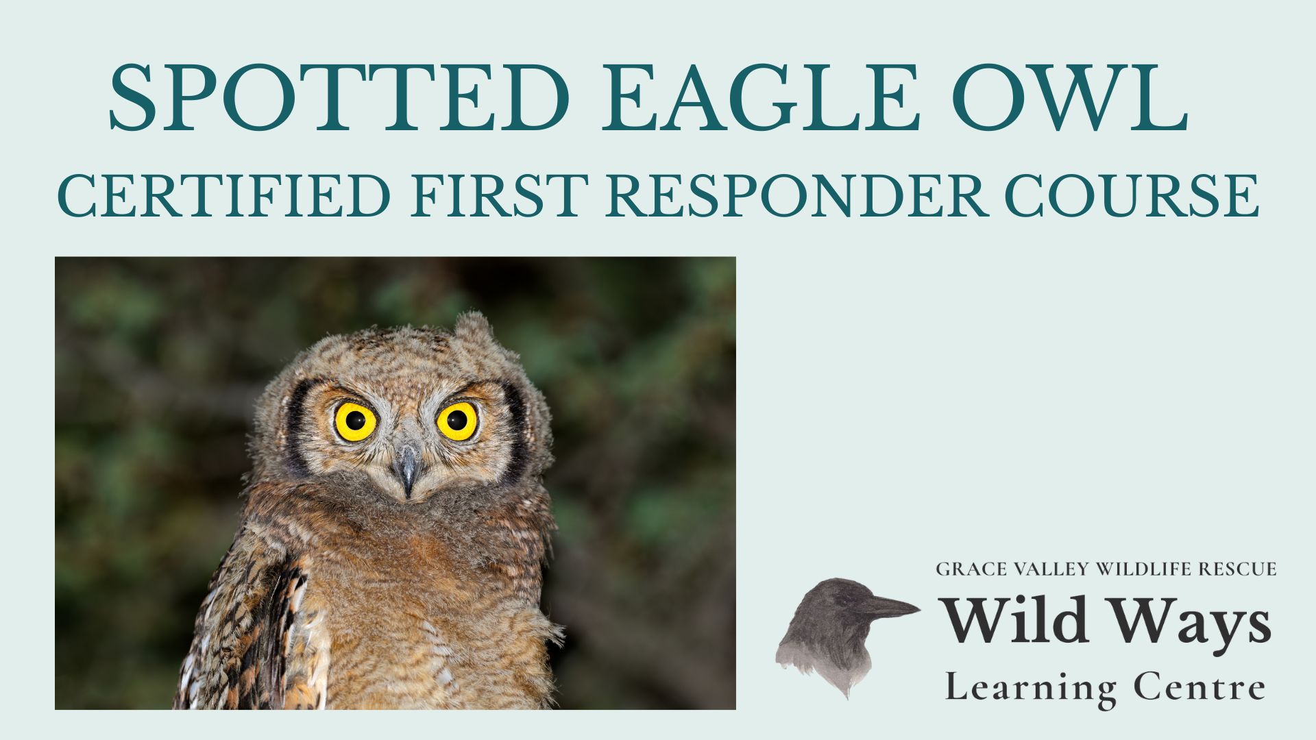 Spotted Eagle Owl: Certified First Responder Course