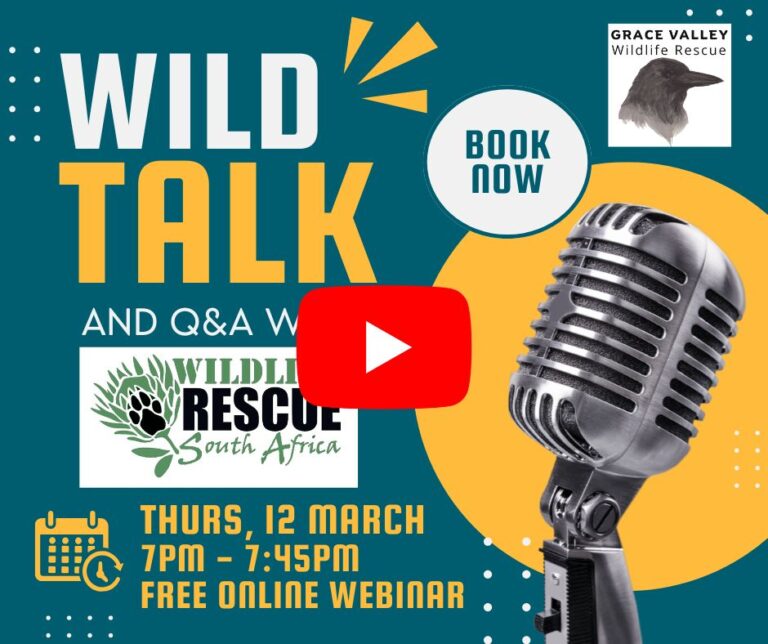 Wild Talk with Wildlife Rescue SA [watch]