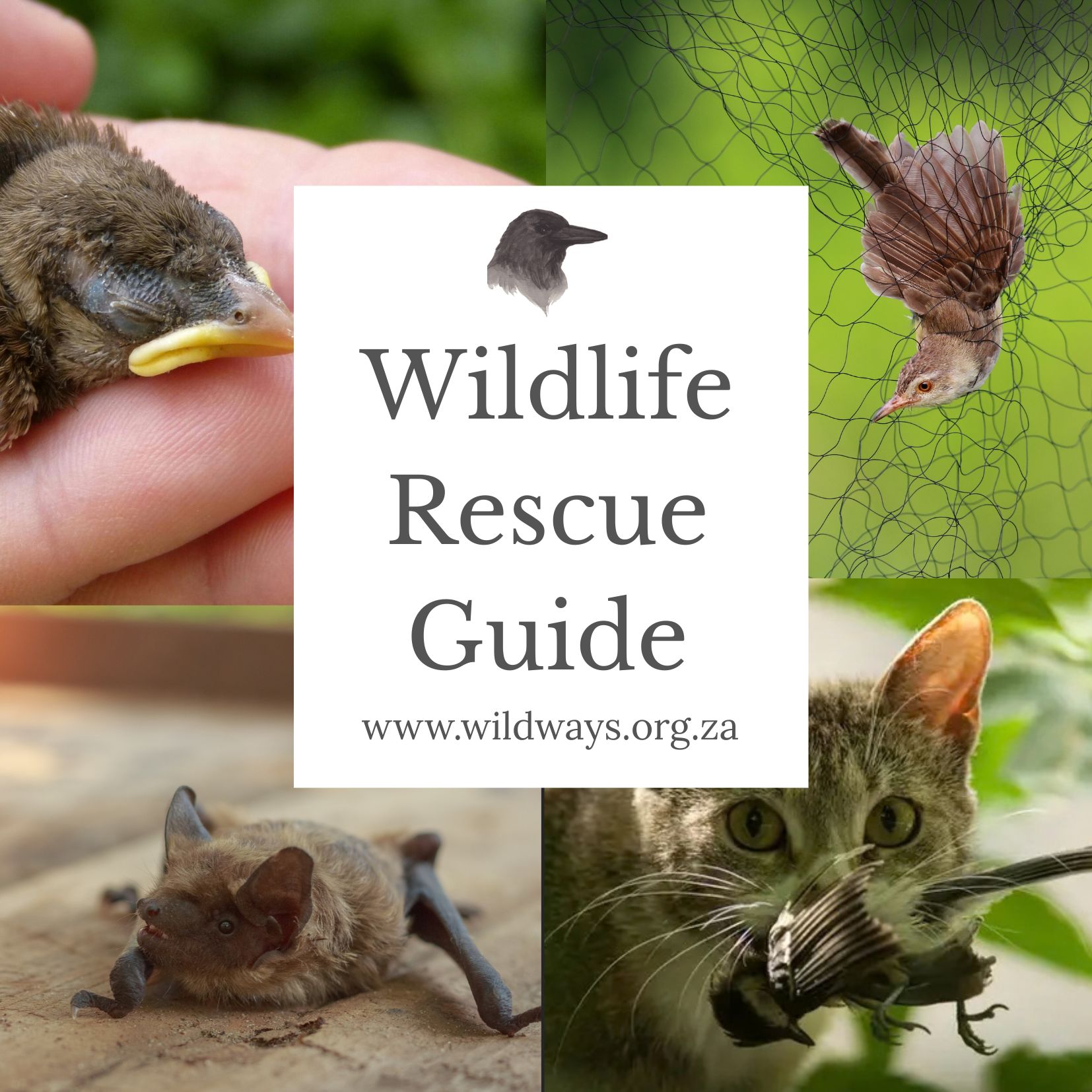 Wildlife Rescue Guide for Injured Animals and Baby Wildlife