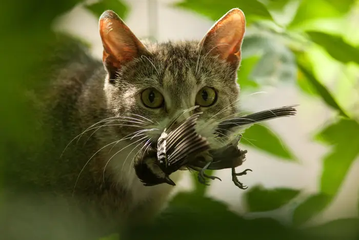 Garden bird caught by a domestic cat – wildlife emergency requiring immediate rescue
