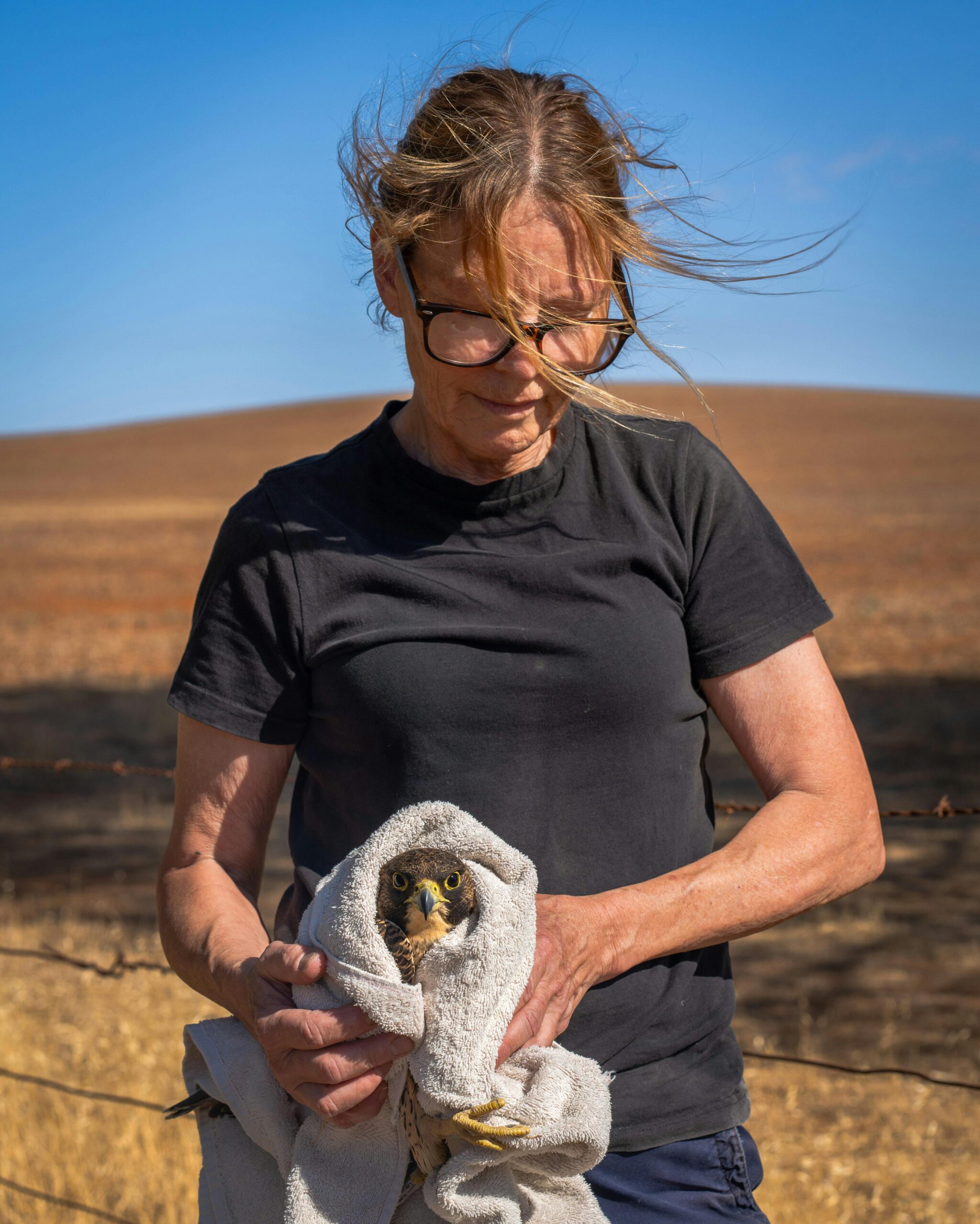 Wildlife first responder assisting an injured raptor