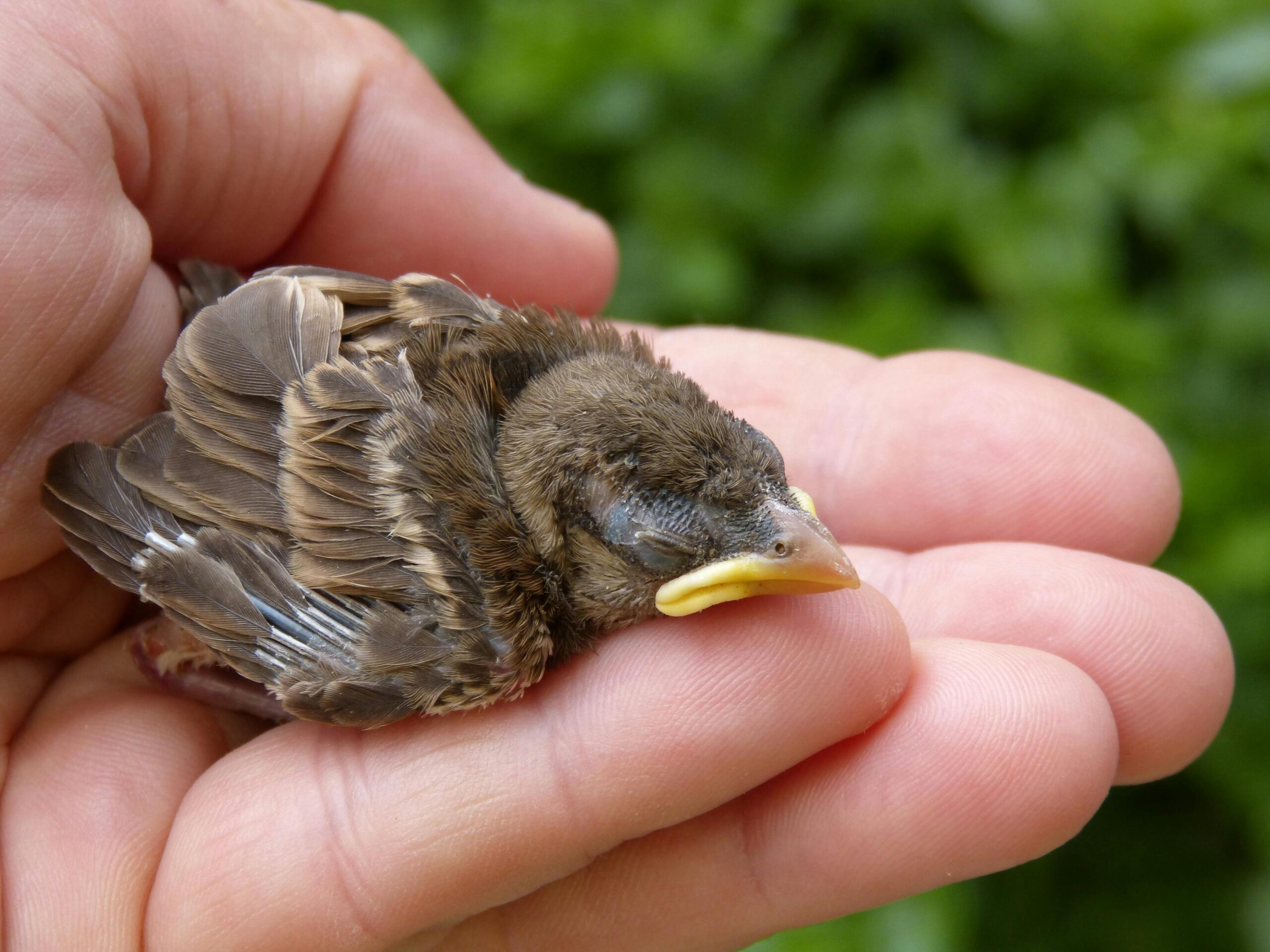 Wildlife First Responder Training