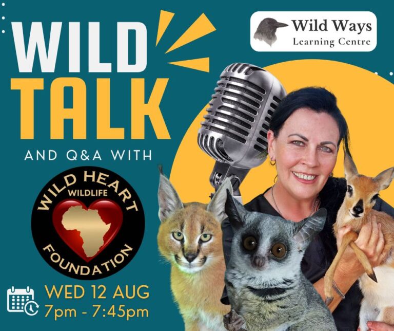 WILD TALK with Wild Heart Wildlife Foundation [watch]
