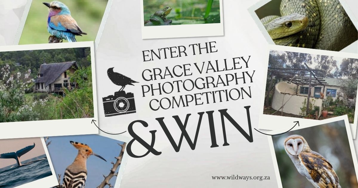 Wild Ways Photo Contest