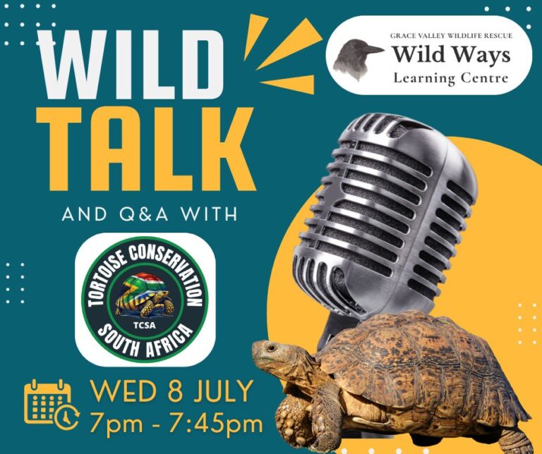 WILD TALK with Tortoise Conservation SA [watch]