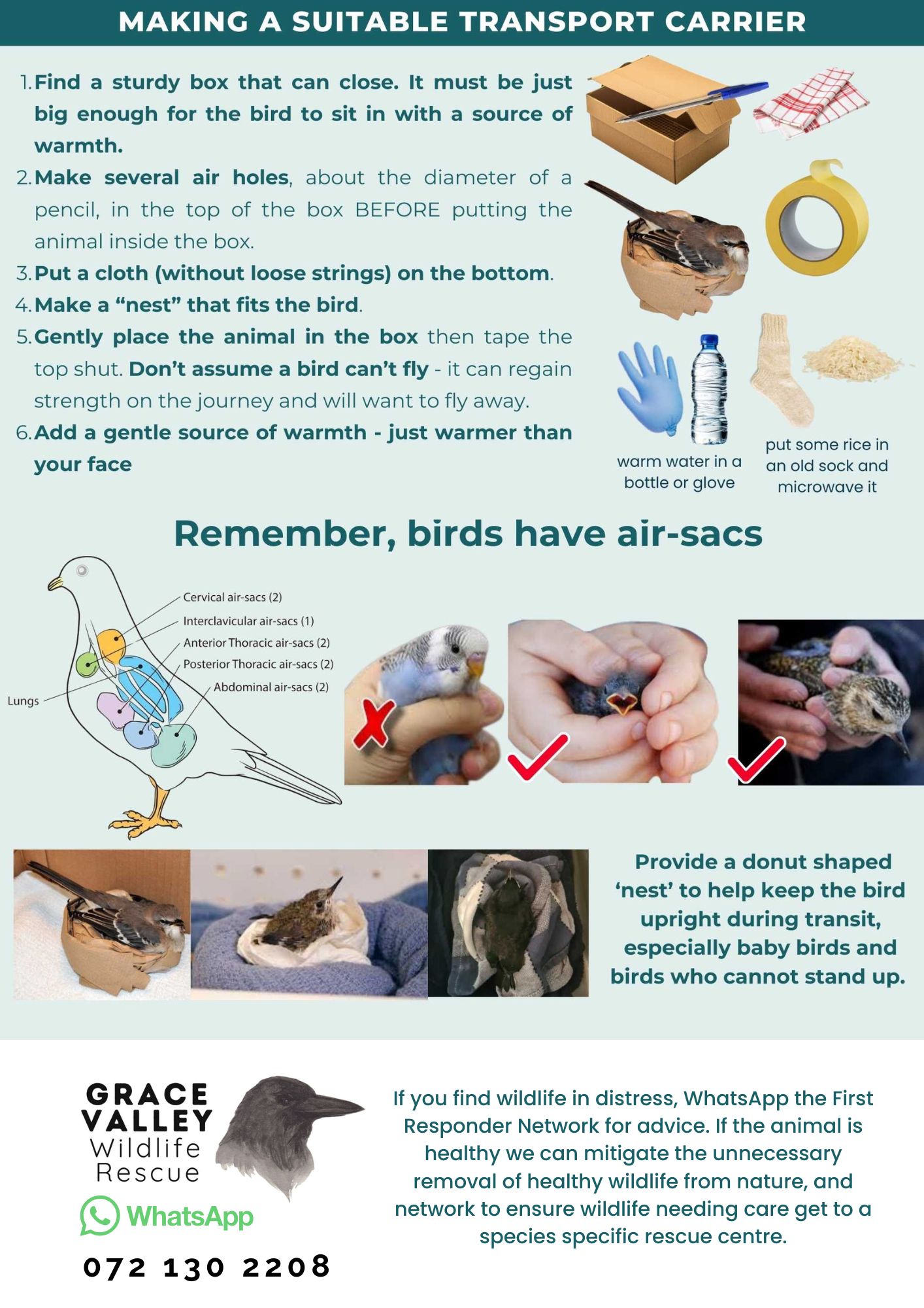 How to safely transport an injured bird in a ventilated box with air holes and soft lining
